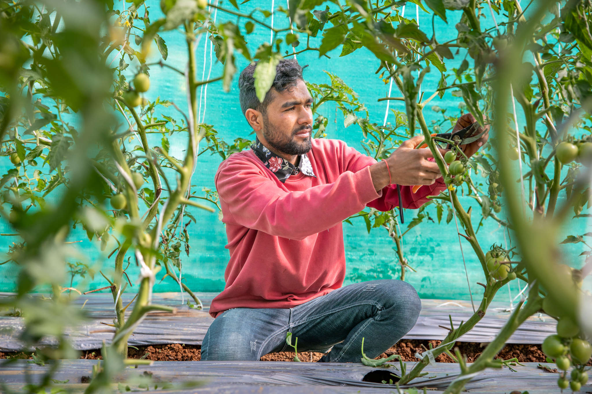 A person pruning tomato plants at a training center.