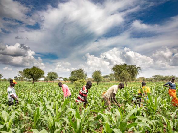 A farmer and their friends weeding a maize field.