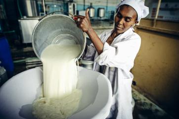 A woman pours a bucket of milk into a strainer