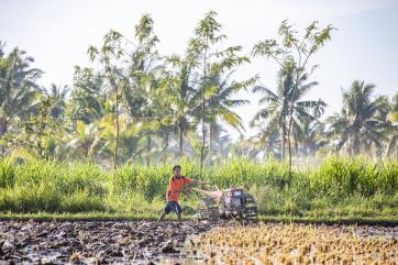 Pak sahwil, 42, plows his fields. he is a rice farmer on lombok in eastern indonesia. photo: ezra millstein