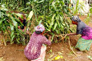 Three people harvest vegetables from a garden in the democratic republic of congo. 