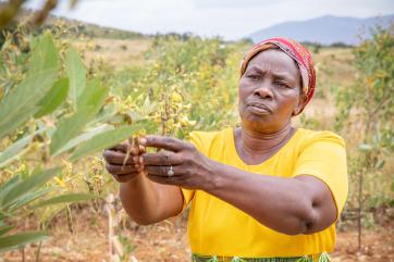 A person picks pigeon peas on their farm in kenya.