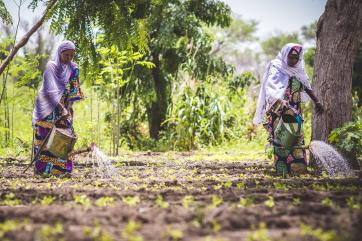 Two people watering crops.