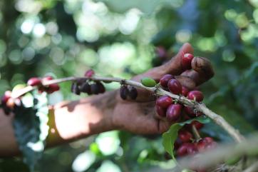 Coffee cherries before harvest.