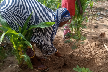 Amina, a young farmer in yobe, plants a tree in her farm.