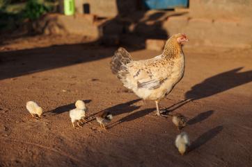 An adult chicken and chicks in the afternoon light.