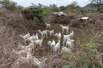 A herd of goats.
