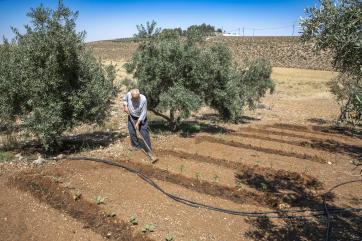 Jordanian man works in agricultural field.