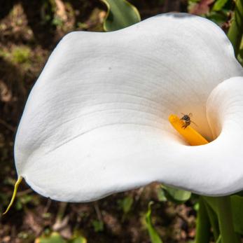 Bees pollinate flowers in front of Lida Esperanza Camayo’s house.