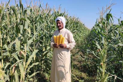 A farmer holding corn harvested from their crop field.