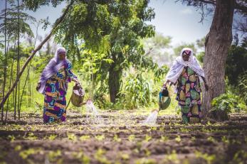 Two women watering vegetable garden in niger