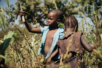 Children helping with sesame harvest