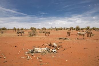 The skeleton remains of two animals are in the foreground. other livestock is in the background of the image.
