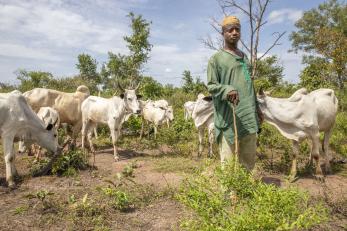 A 40 year-old pastoralist tends to his cattle.