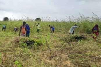 People in a field work on vegetative growth