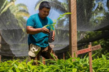 A person tends to crops in the agroforestry nursery.