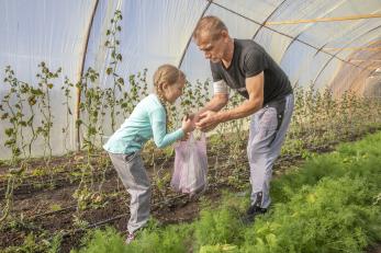 A grandparent and grandchild harvesting vegetable in their greenhouse.