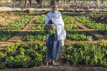 A person holding harvested kale from a community garden in northern kenya.