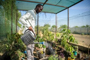 Sudanese man waters saplings in his tree nursery. 