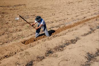 Natalio makes neat rows in the dirt where he will plant his valuable snow peas.