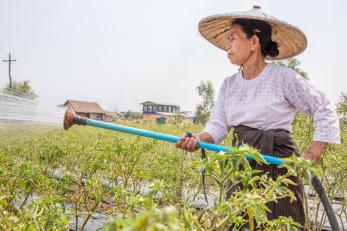 Woman watering a crop in myanmar
