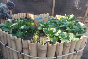 Timor leste man in keyhole garden.