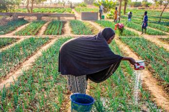 Malian woman in market garden watering plants.