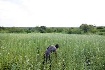 Rose yabanga, a refugee from south sudan and member of the unit business group, harvests sesame from her fields.