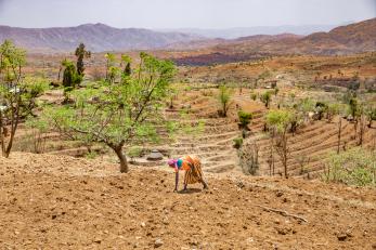 фермер в Эфиопии, работающий на своем урожае