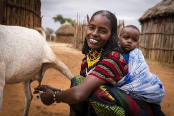 A person milks a goat while carrying an infant.