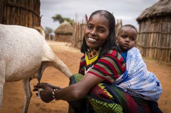 A person milks a goat while carrying an infant. 