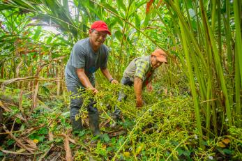Cardamom farmers check crops in Alta Verapaz, Guatemala.