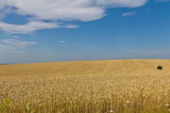 Wheat fields in Ukraine.
