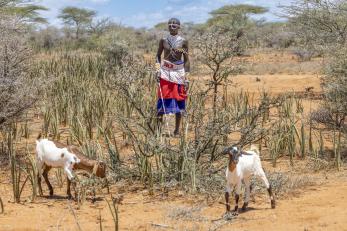 A goat herder, with two of his goats, in Lkalkaloi, Samburu Kenya.