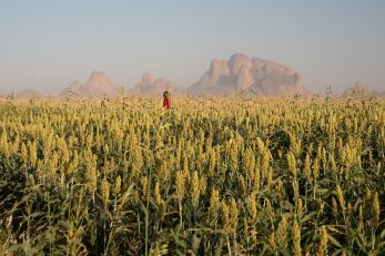 Sudanese farmer in in a field preparing for the late summer sorghum harvest