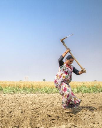 woman in Nepal plants sugarcane