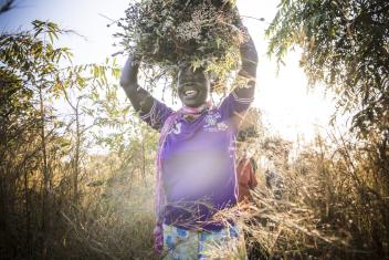 Refugee and host community women work together to harvest the sesame they’ve grown.
