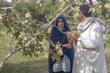 In Kandahar, Afghanistan, Mercy Corps helped develop manuals to teach farmers how to grow newly introduced crops like pistachio, saffron and grapes. In an area with low literacy rates, the manuals use illustrations to teach more than 500 farmers basics like planting, processing and production techniques.
