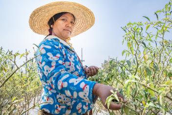 Farmer Yin Yin Aye picks chili peppers on a hot day in central Myanmar. With Mercy Corps’ help, she has learned to eliminate weeds in her crops using plastic sheeting. Now she’s growing more food and earning more money for her family.