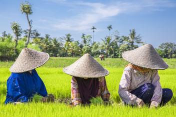 In Lombok, Indonesia, an area extremely vulnerable to climate change, women transplant rice seedlings. They are members of a Mercy Corps supported farmers group, which is helping them learn how to grow stronger crops in the face of worsening drought.