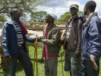 Men standing near cattle in ethiopia