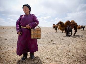 Woman standing with camels in field