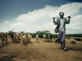 Pastoralist walking down a road with his animals