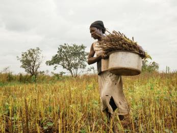 Woman farmer holding crops and walking through field