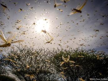 A swarm of locusts fill the sky above some plants. 