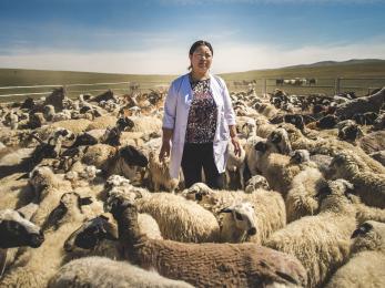 A person standing among a herd of sheep.