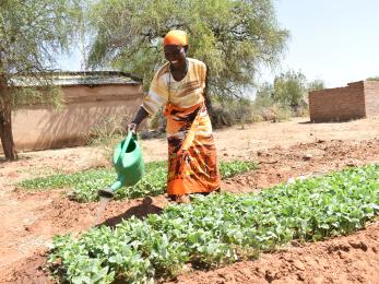 Kenyan woman watering agricultural crops.