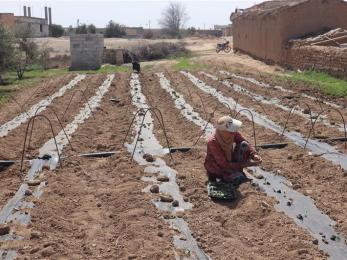 Farmer and a drip irrigation system provided in syria.