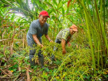 Cardamom farmers check crops in alta verapaz, guatemala. 