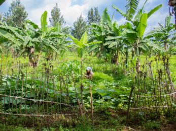 Congolese woman works in her garden.